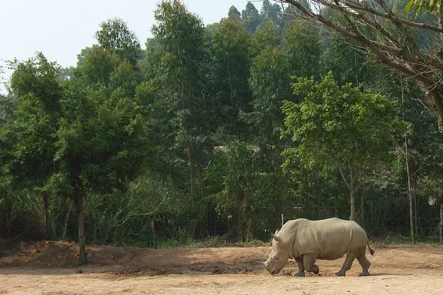 Chimelong Safari Park