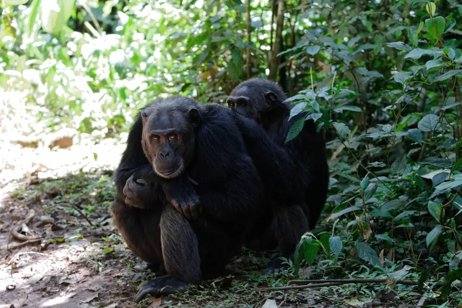 Chimpanzee Tracking