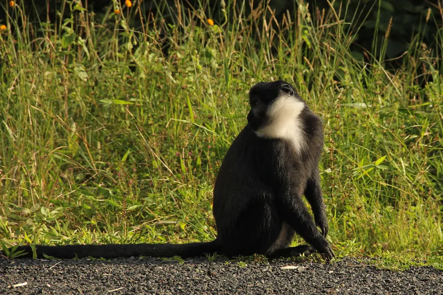 Chimpanzee Trekking at Nyungwe Forest National Park