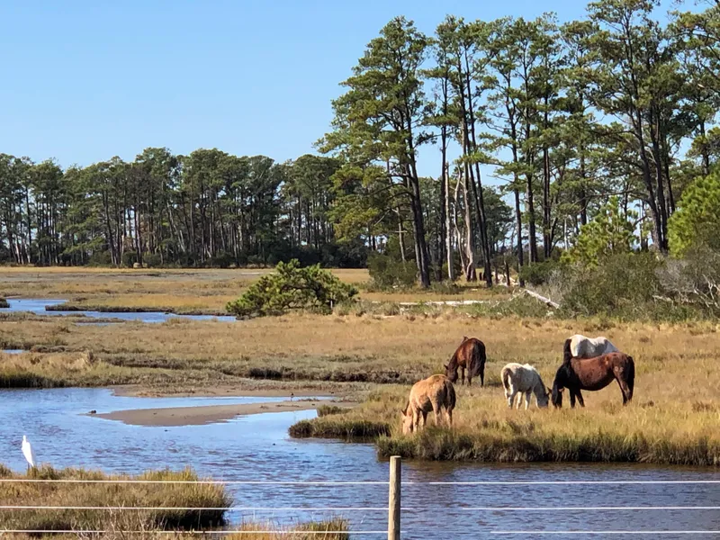 Chincoteague National Wildlife Refuge