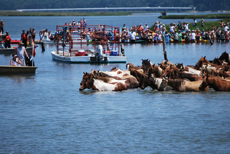 Chincoteague Pony Swim