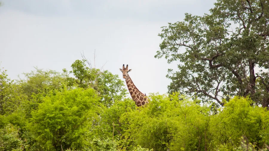 Chobe National Park