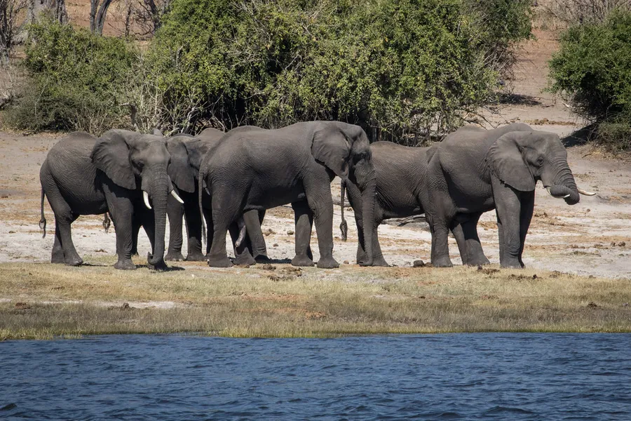 Chobe National Park Safari