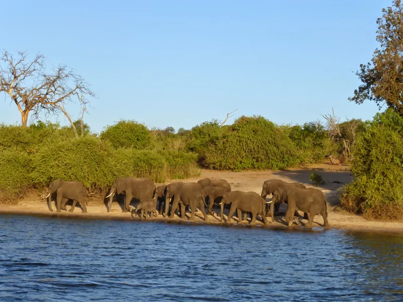 Chobe River Front