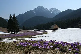 Chochołowska Valley