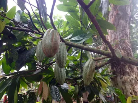 Chocolate Tour at Mindo