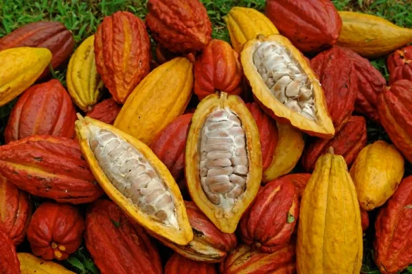Chocolates Kaokao