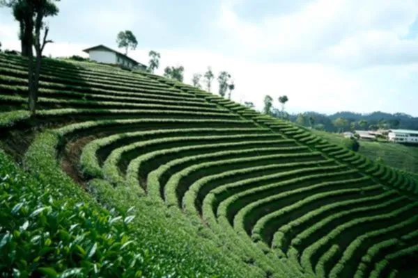 Choui Fong Tea Plantation