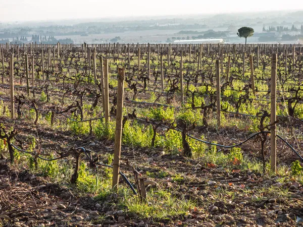 Clairette de Die vineyards
