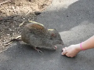 Cleland Wildlife Park
