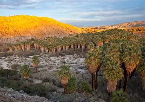 Coachella Valley Preserve