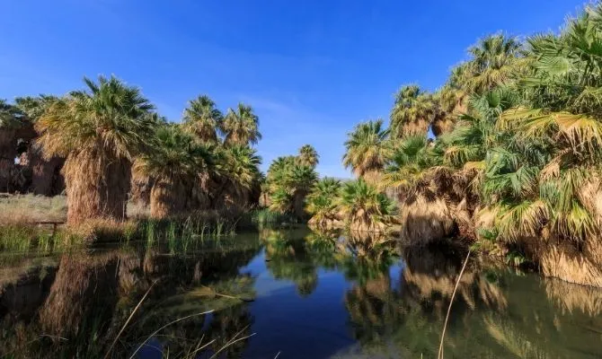 Coachella Valley Preserve