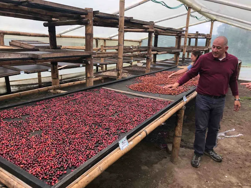 Coffee Farms (Fincas de Café)