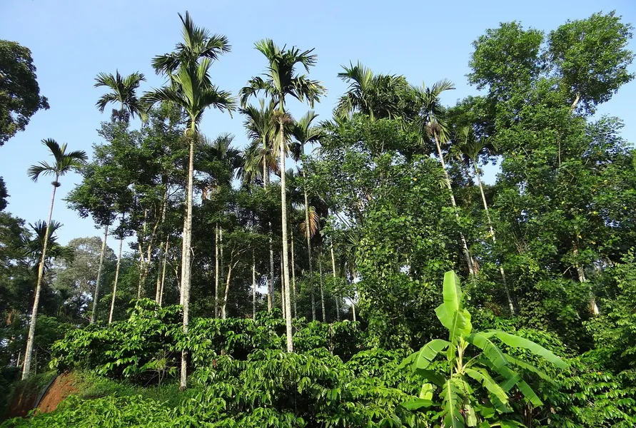 Coffee Plantation