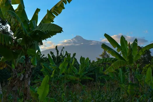 Coffee Plantation Tour