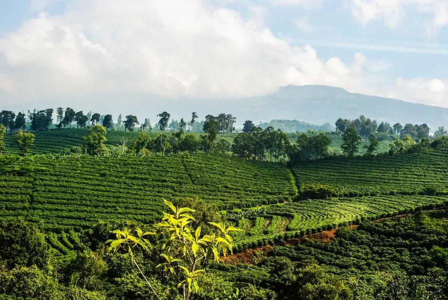 Coffee Plantation Tour