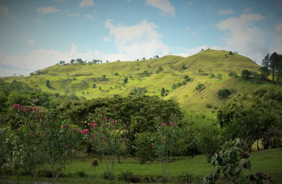 Coffee Plantation Tours