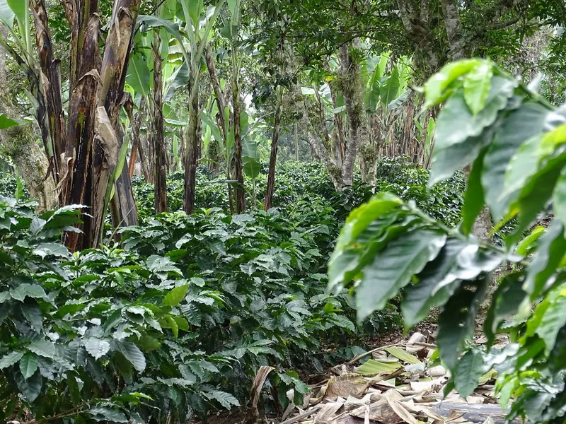 Coffee Plantation Tours