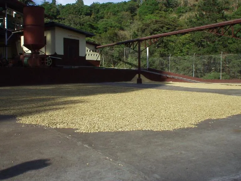 Coffee Tours