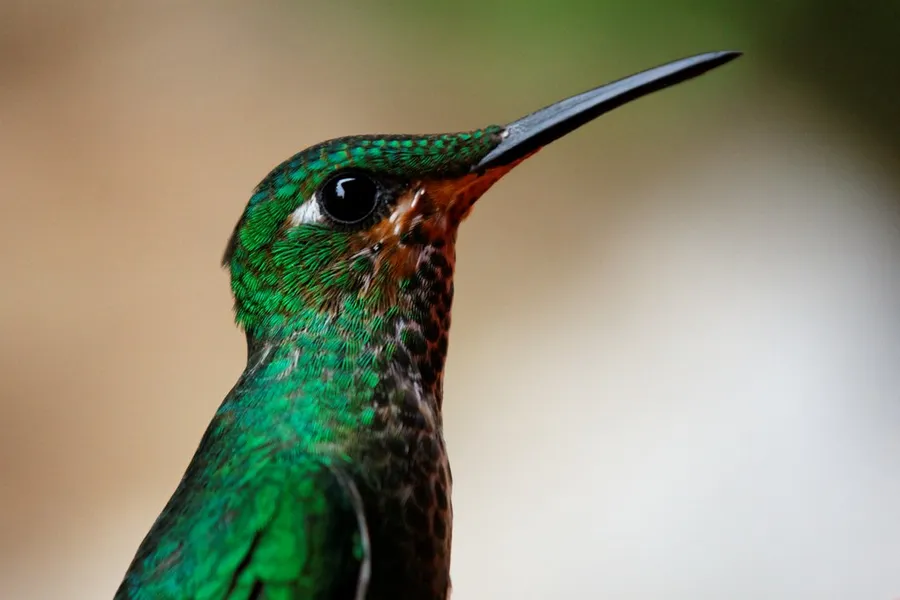 Colibri Corner