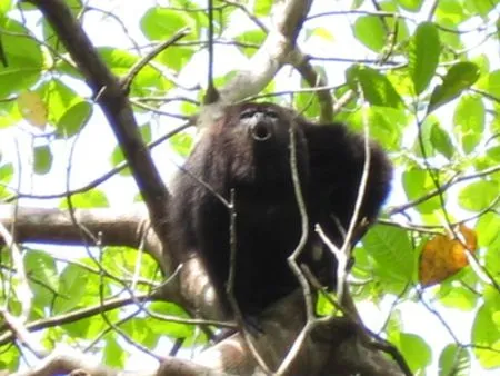 Community Baboon Sanctuary