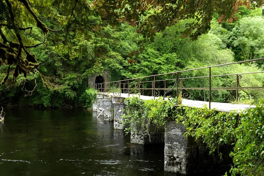 Cong Woods