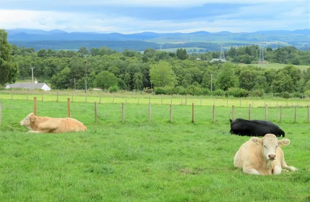 Contented Cow