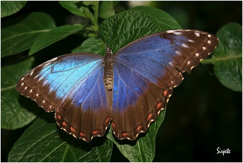 Conwy Butterfly Jungle