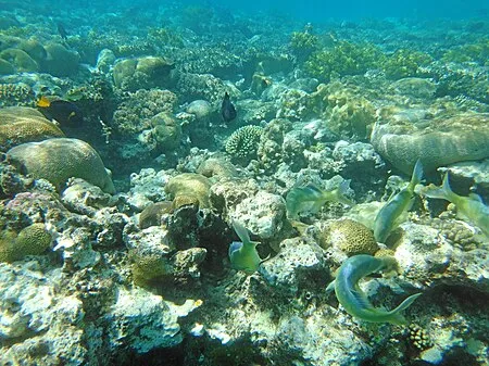 Coral Beach Nature Reserve