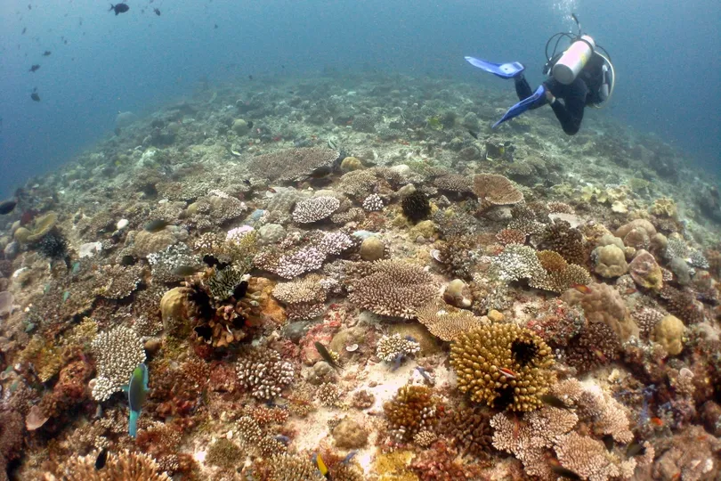 Coral Gardens