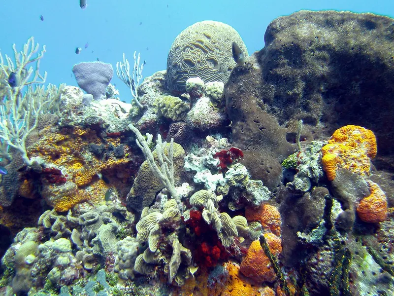 Coral Reefs Monument
