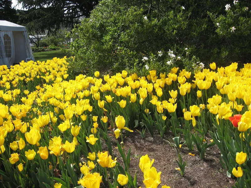 Corbett Gardens