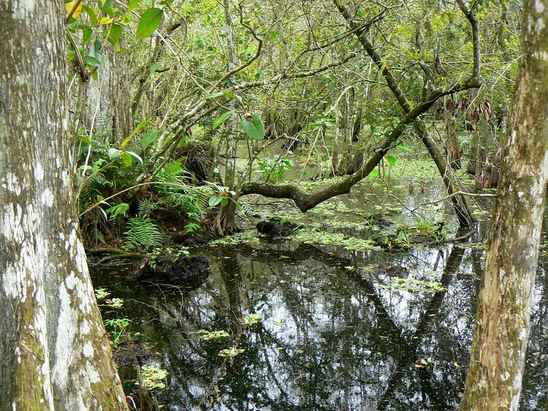 Corkscrew Swamp Sanctuary