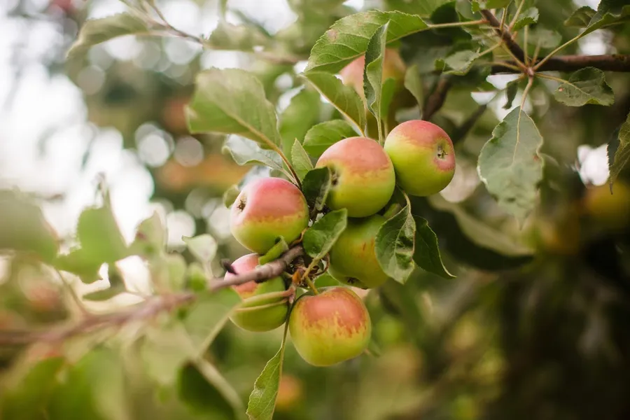 Cover's Apple Ranch