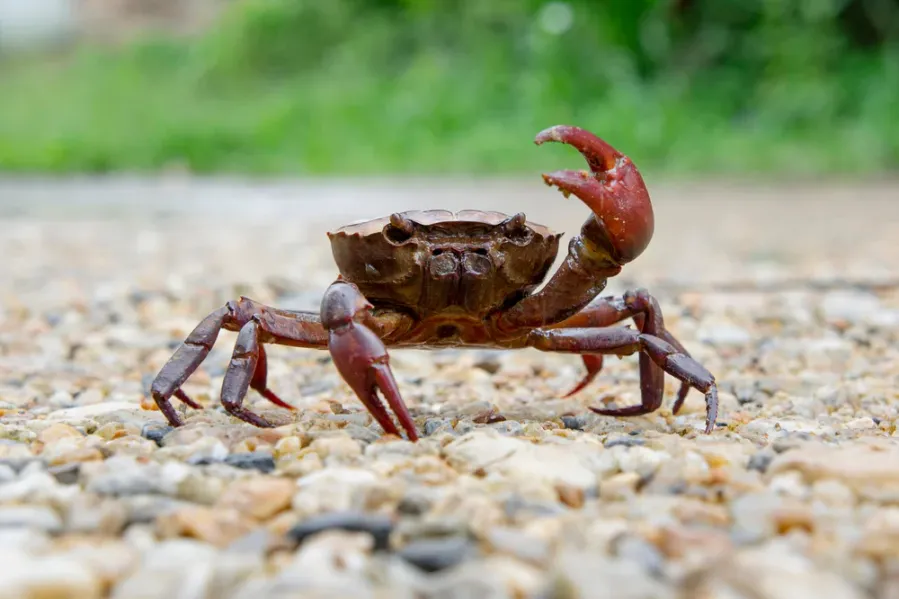 Crab Island