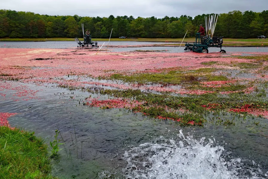 Cranberry Bog Tours