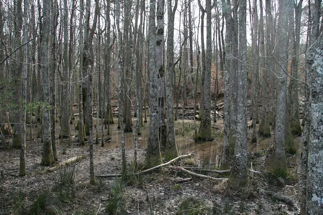 Croatan National Forest
