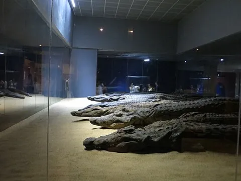 Crocodile Museum