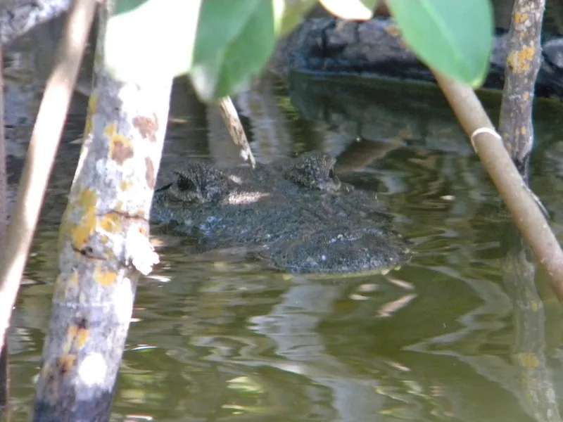 Crocodile Observation