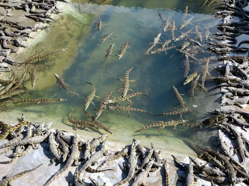 Crocodile Ranch
