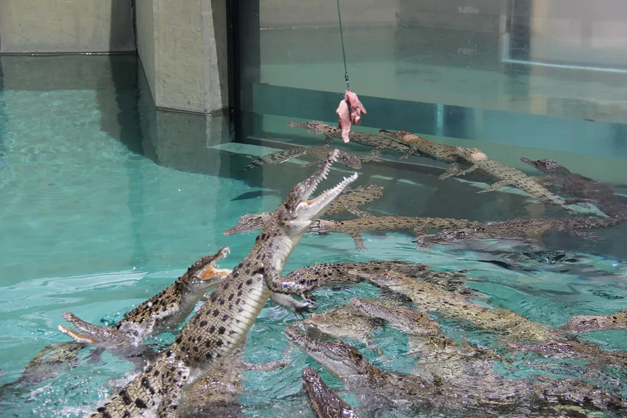 Crocosaurus Cove