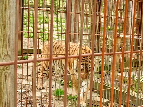 Crown Ridge Tiger Sanctuary