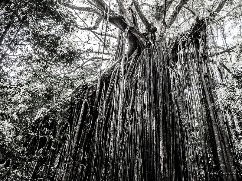 Curtain Fig Tree