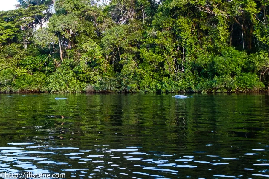 Cuyabeno Wildlife Reserve