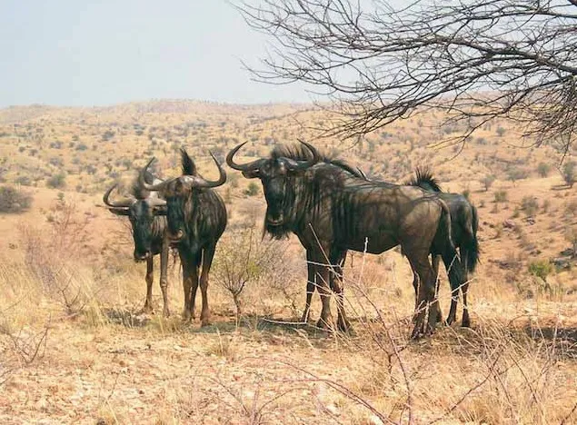 Daan Viljoen Game Reserve