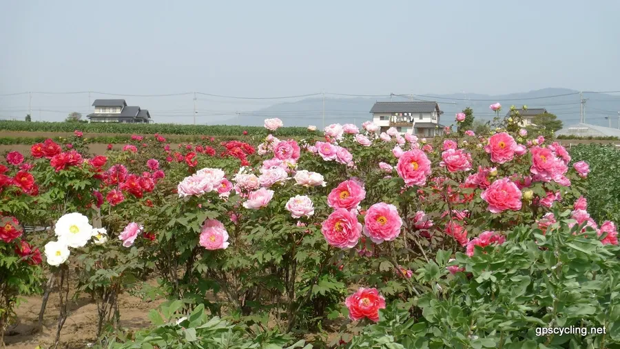 Daikon Island