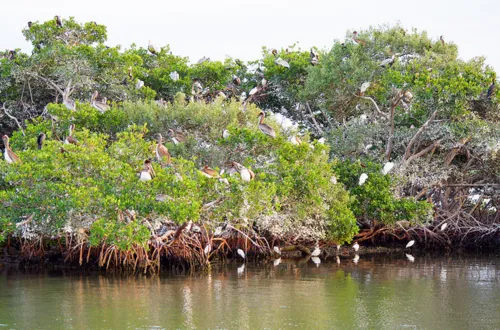 Daintree Mangrove Wildlife Tours