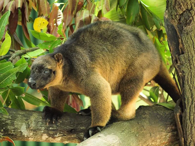 Daintree Rainforest