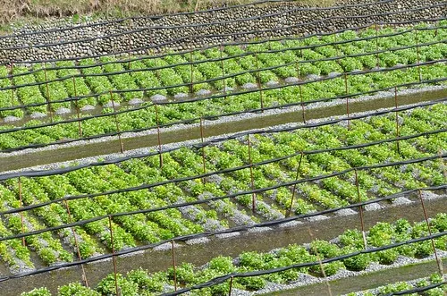 Daio Wasabi Farm