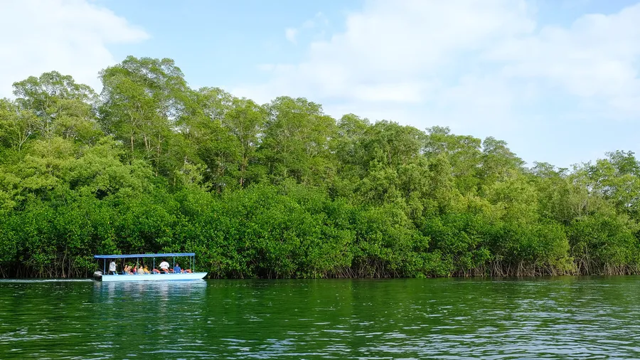 Damas Island Mangrove Ecotour